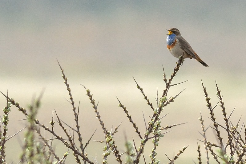 Blauwborst